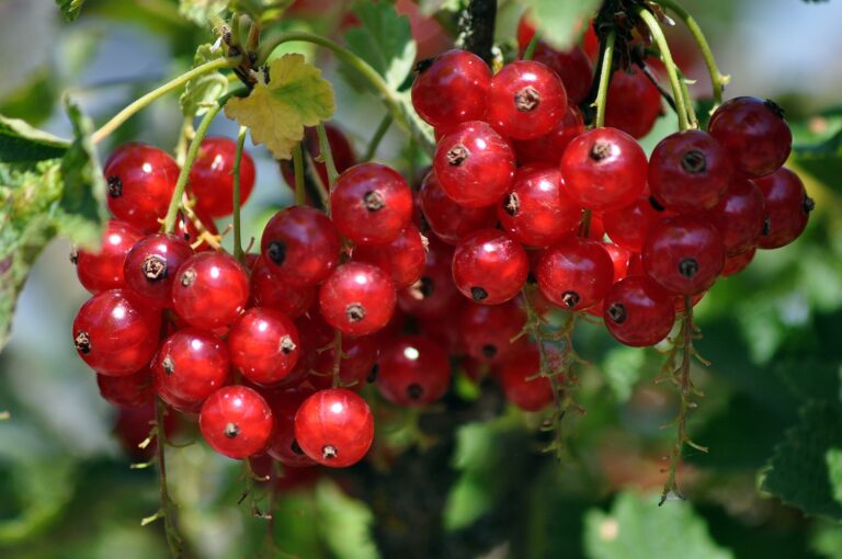 Johannisbeeren 768x510